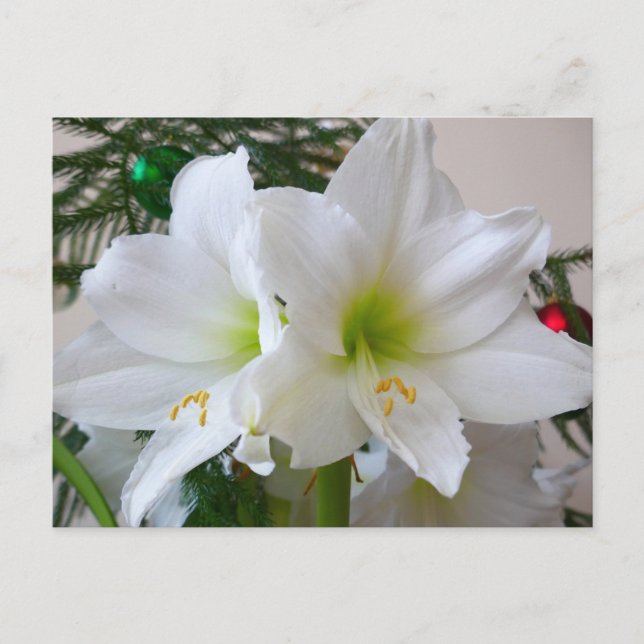 White Amaryllis and Christmas Tree Postcard (Front)