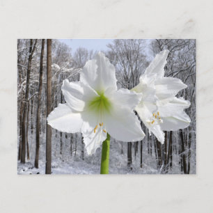 White Amaryllis and Snow I Postcard