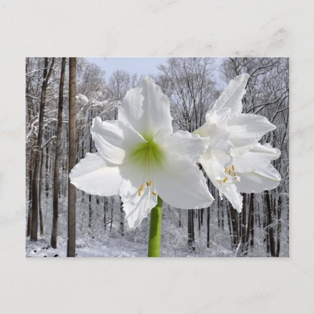 White Amaryllis and Snow I Postcard (Front)