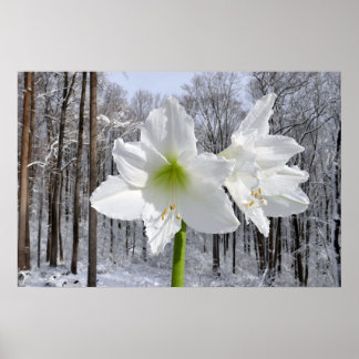 White Amaryllis and Snow I Poster