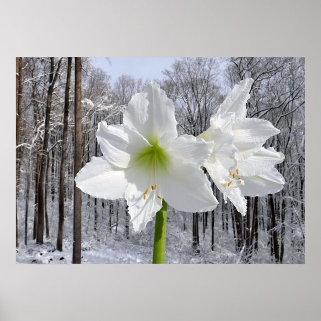 White Amaryllis and Snow I Poster (Front)