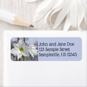 White Amaryllis and Snow II