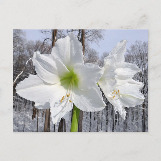 White Amaryllis and Snow II Postcard (Front)