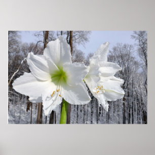 White Amaryllis and Snow II Poster