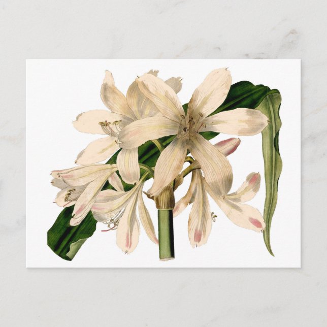 White Amaryllis Botanical Postcard (Front)