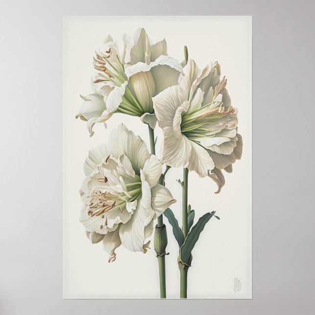 White Amaryllis Flower Art Print Poster (Front)