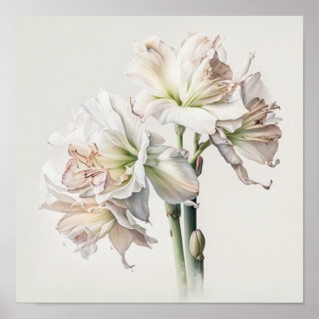 White Amaryllis Flower Art Print Poster (Front)