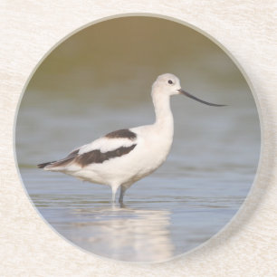 White American Avocet Coaster