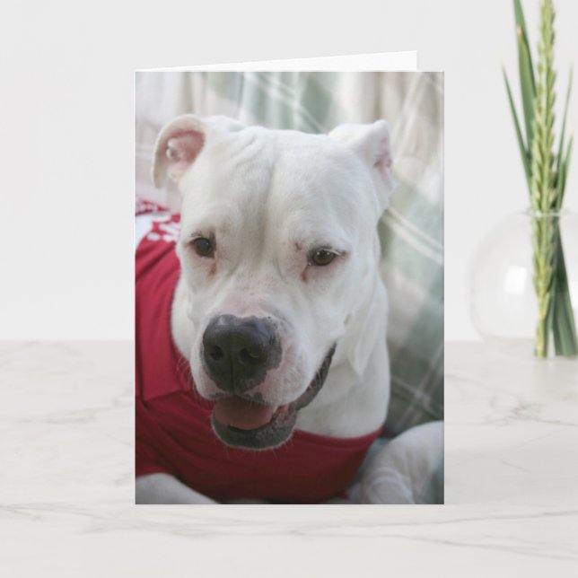 White American Bulldog Photo Card (Front)