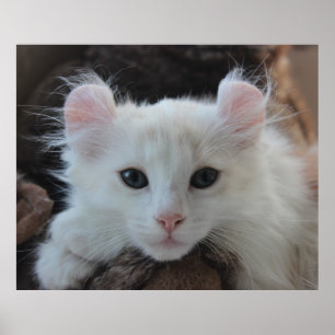 White American Curl Kitten Poster
