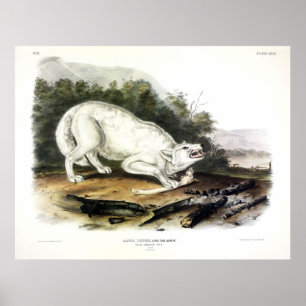 White American Wolf, Canis lupus arctos by Audubon Poster
