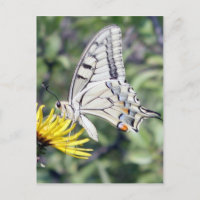 White and Black Butterfly on Yellow Flower