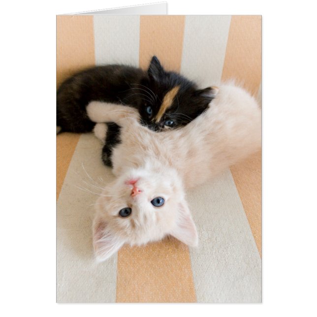 White And Black Kittens (Front)