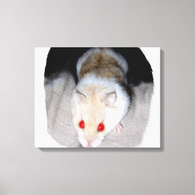 White and blonde albino hamster picture canvas print (Front)