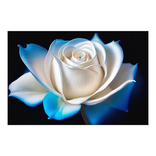 White and Blue Rose Photo Print (Front)