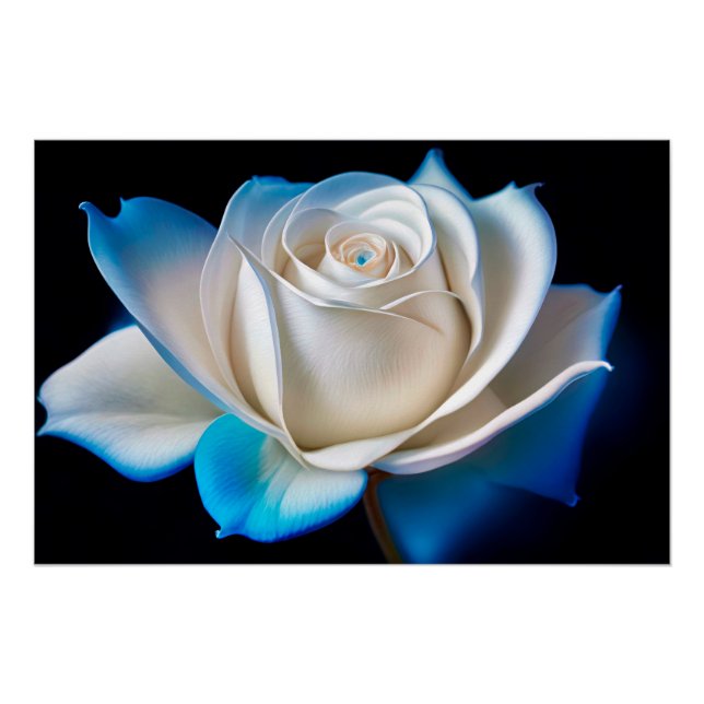 White and Blue Rose Poster (Front)