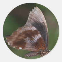 White and Brown Butterfly on Red Flower