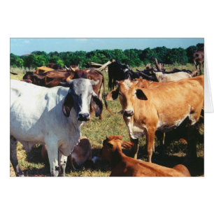 White and Brown Cows Close up in Field