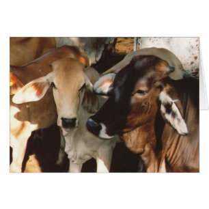 White and Brown Cows Greeting Card
