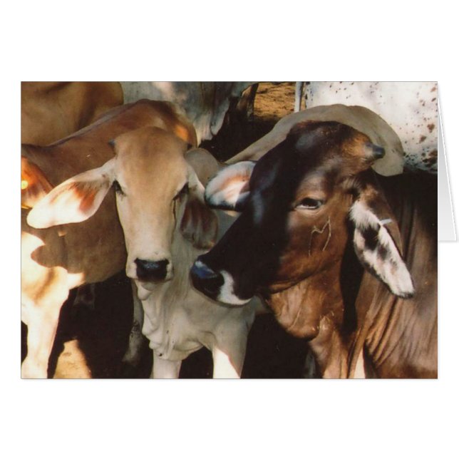 White and Brown Cows Greeting Card (Front Horizontal)