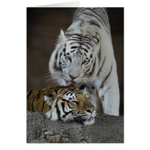 White And Brown Tigers Resting