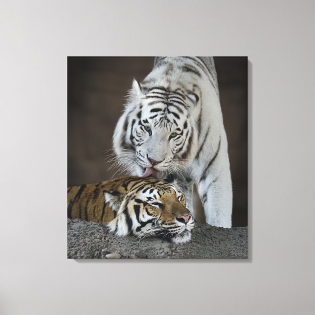White And Brown Tigers Resting Canvas Print (Front)