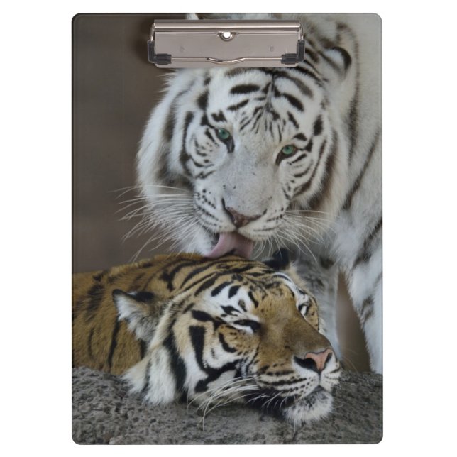 White And Brown Tigers Resting Clipboard (Front)