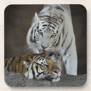 White And Brown Tigers Resting Coaster