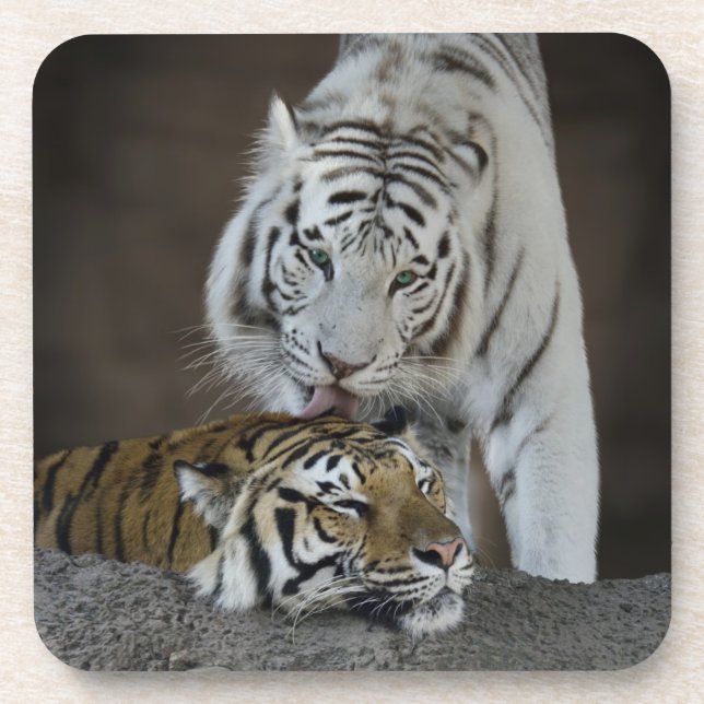 White And Brown Tigers Resting Coaster (Front)