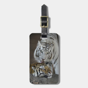 White And Brown Tigers Resting Luggage Tag