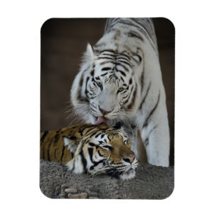 White And Brown Tigers Resting Magnet