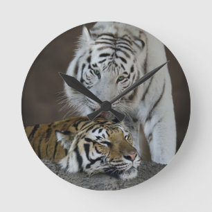 White And Brown Tigers Resting Round Clock