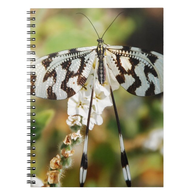 White and Chocolate Brown Fantail Butterfly Notebook (Front)
