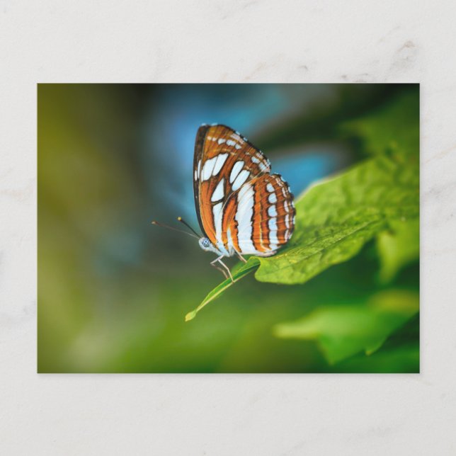 White and Orange Butterfly Postcard (Front)