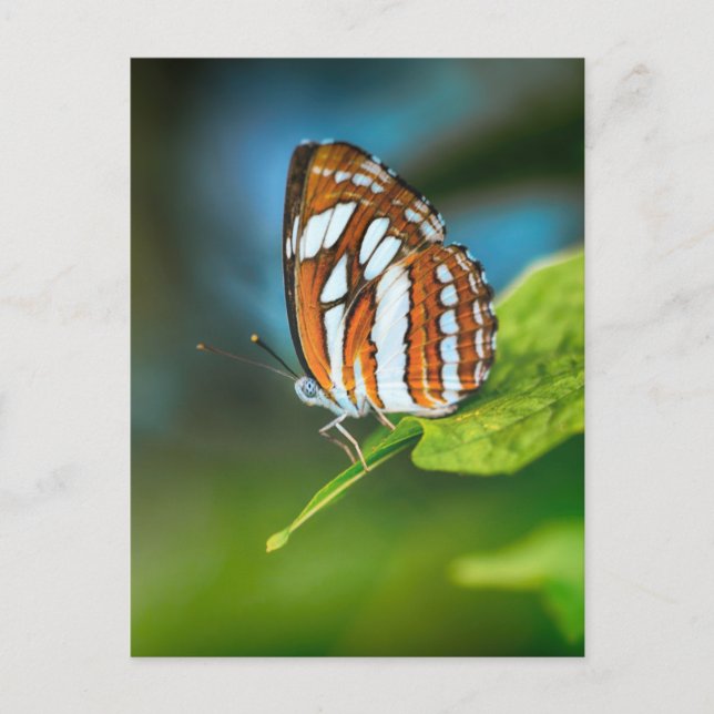 White and Orange Butterfly Postcard (Front)