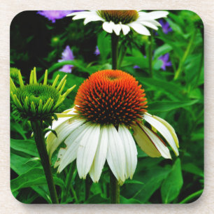 White and Orange ConeFlowers Coaster