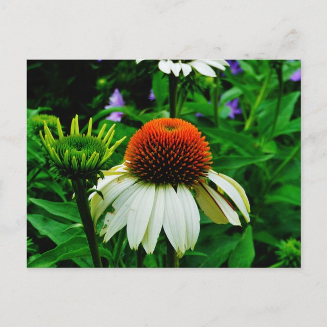White and Orange ConeFlowers Postcard (Front)