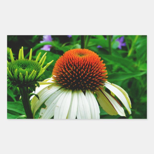 White and Orange ConeFlowers Rectangular Sticker (Front)