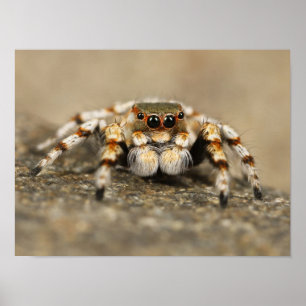 White and Orange Jumping Spider Poster