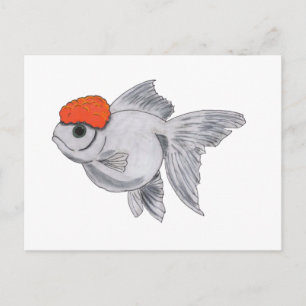 White and Orange Oranda Goldfish Aquarium Pet Fish Postcard