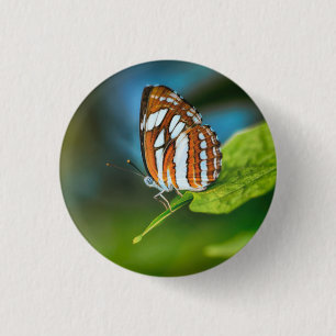 White and Orange Striped Butterfly 3 Cm Round Badge