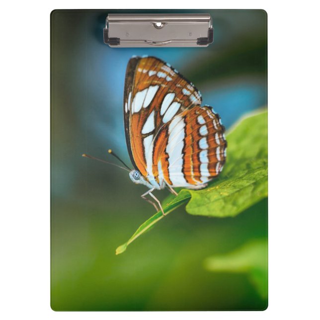 White and Orange Striped Butterfly Clipboard (Front)