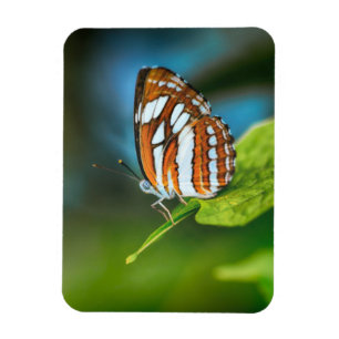 White and Orange Striped Butterfly Magnet