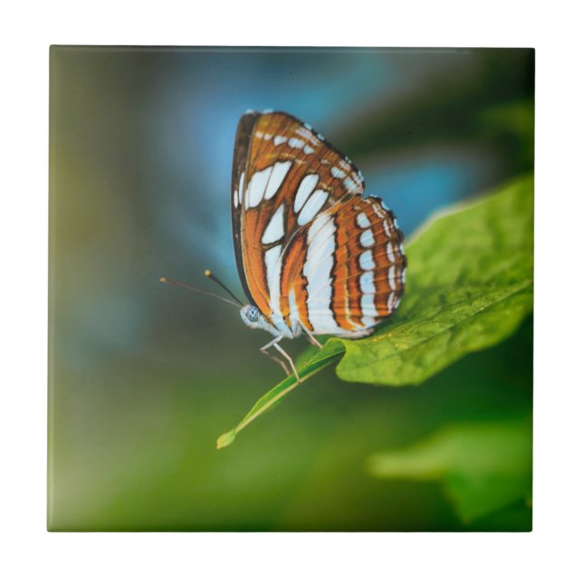 White and Orange Striped Butterfly Tile (Front)