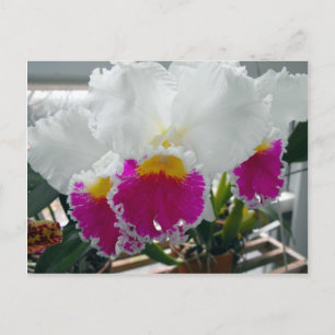 White and Pink Bearded Iris Postcard