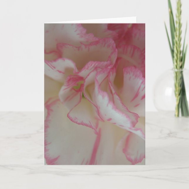 White and Pink Carnation Greeting Card (Front)