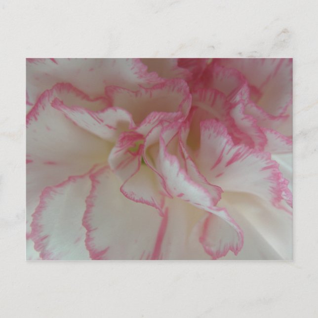 White and Pink Carnation Postcard (Front)