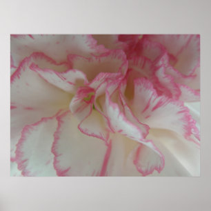 White and Pink Carnation Print
