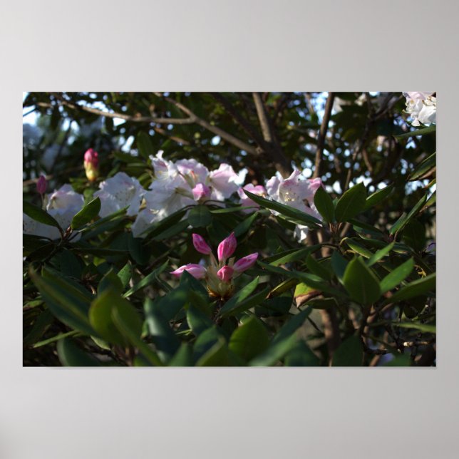 White and Pink Flowers Poster (Front)