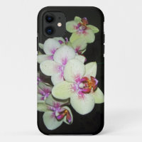 white and pink orchid
